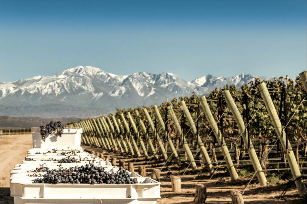wine tasting argentina picture of grape vines