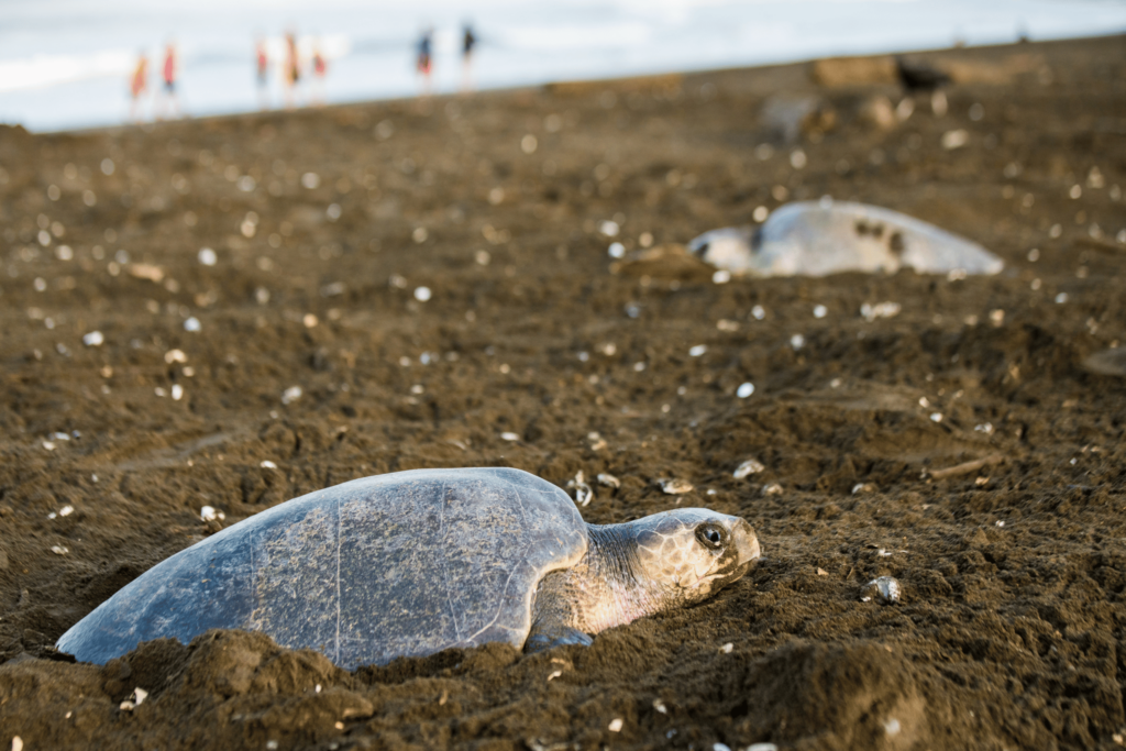 turtles on the sand