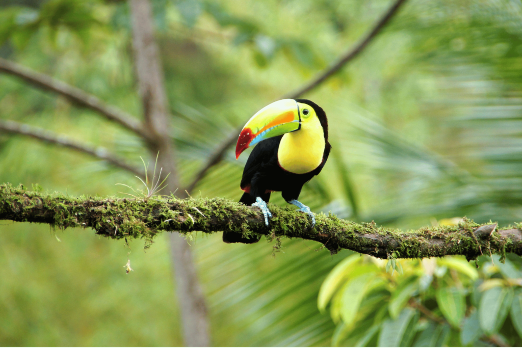 tropical bird sitting on a branch in the jungle