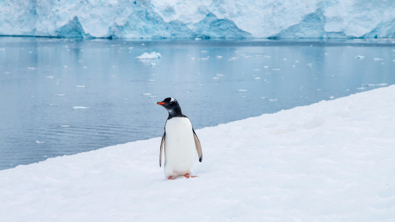 Antarctic Expedition