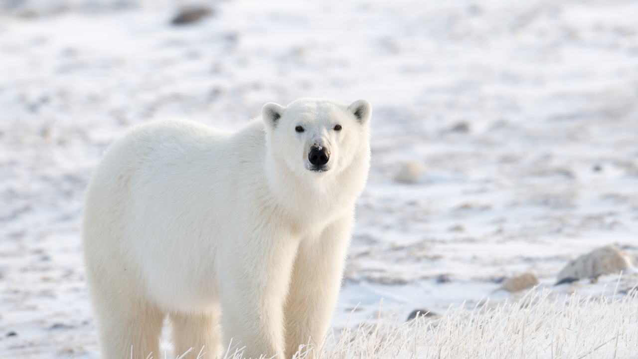The Arctic