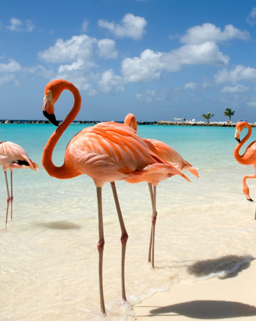 aruba flamingos