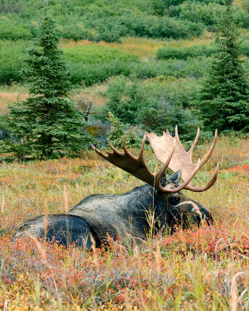 canadian moose