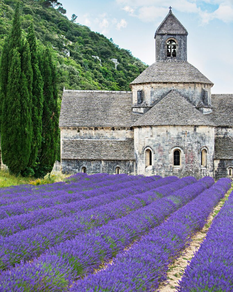 france lavender
