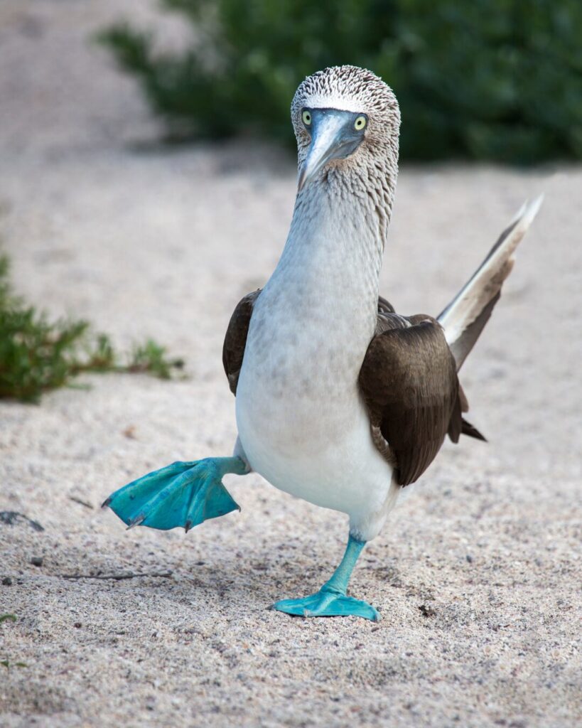 galapagos booby