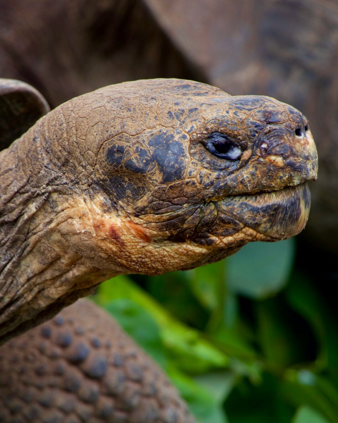Ecuador & the Galapagos