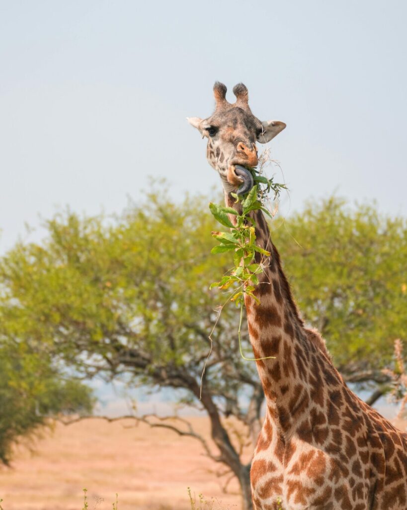 Safaris