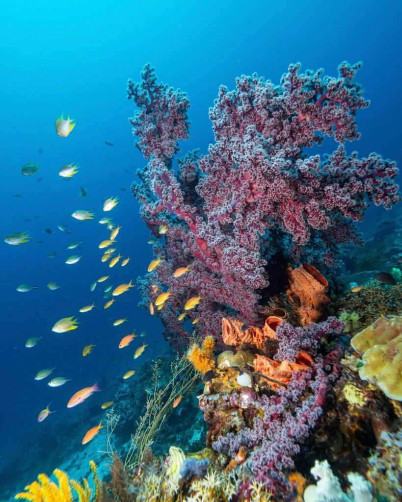 great barrier reef