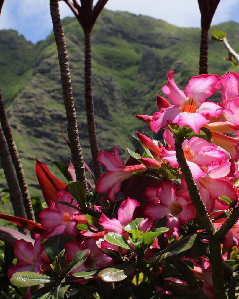 hawaiian island flower