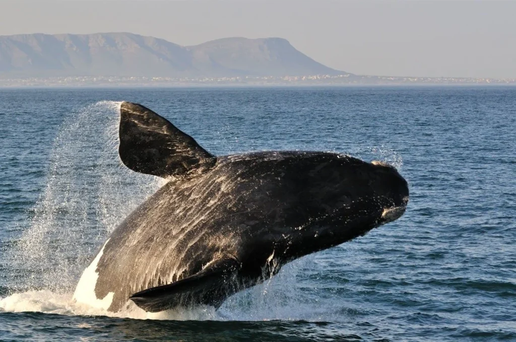 A black whale cresting out of the ocean