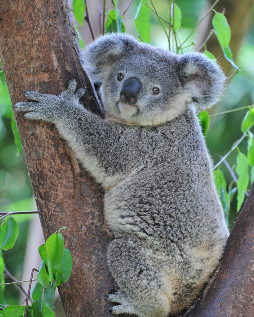 koala-australia.webp
