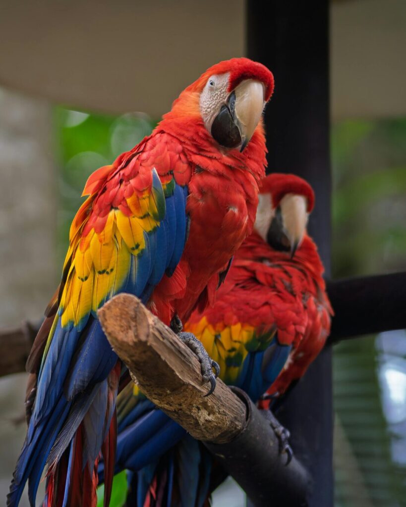 macaws costa rica