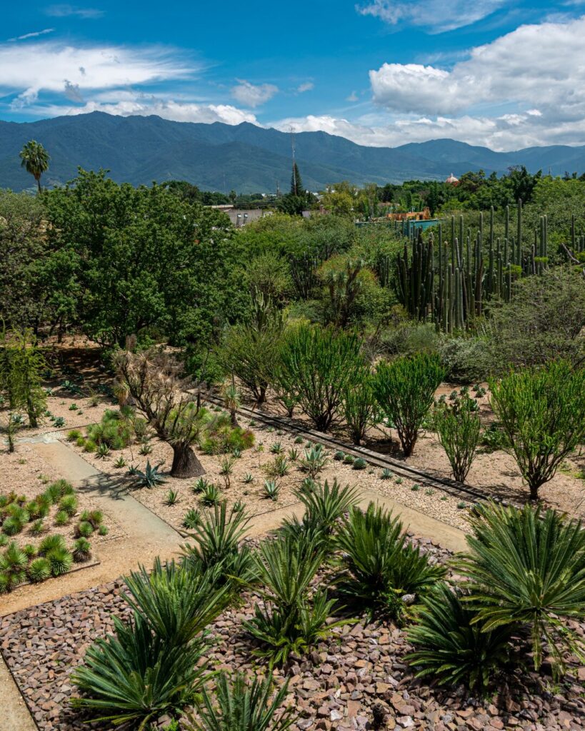 oaxaca mexico