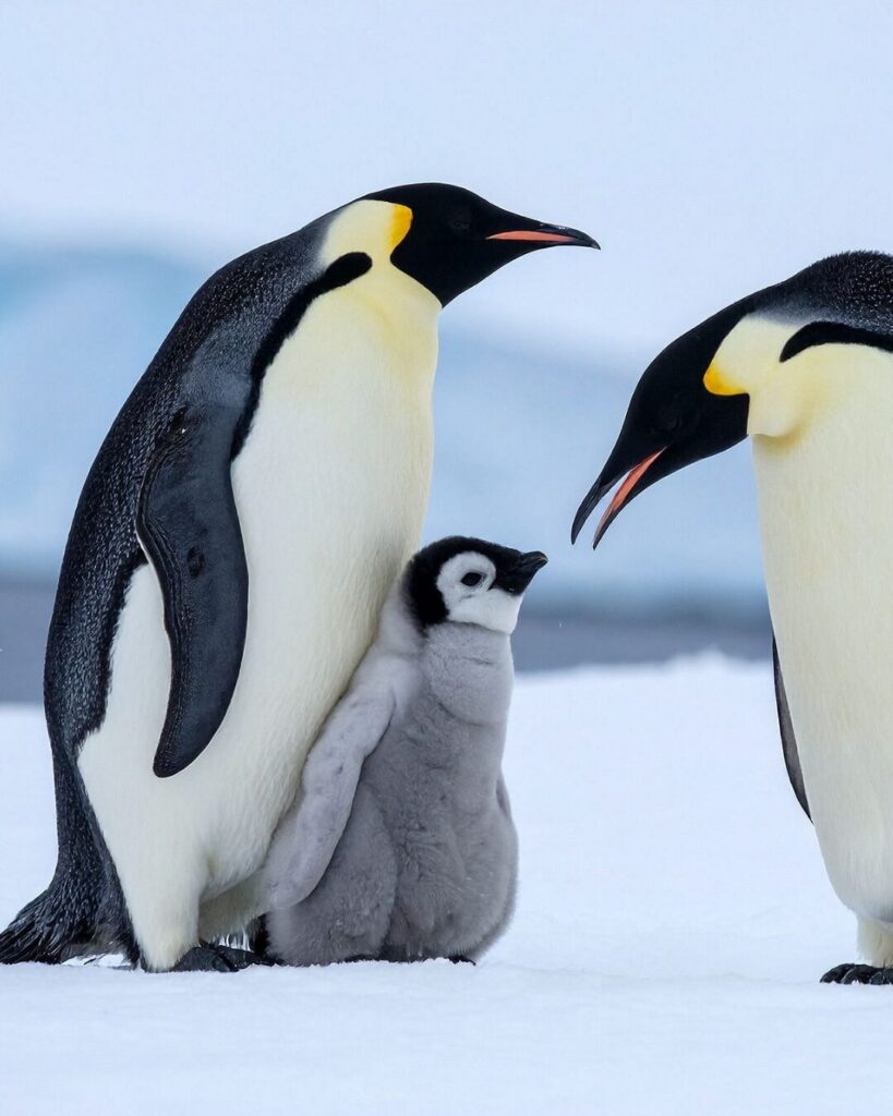 penguins antarctica