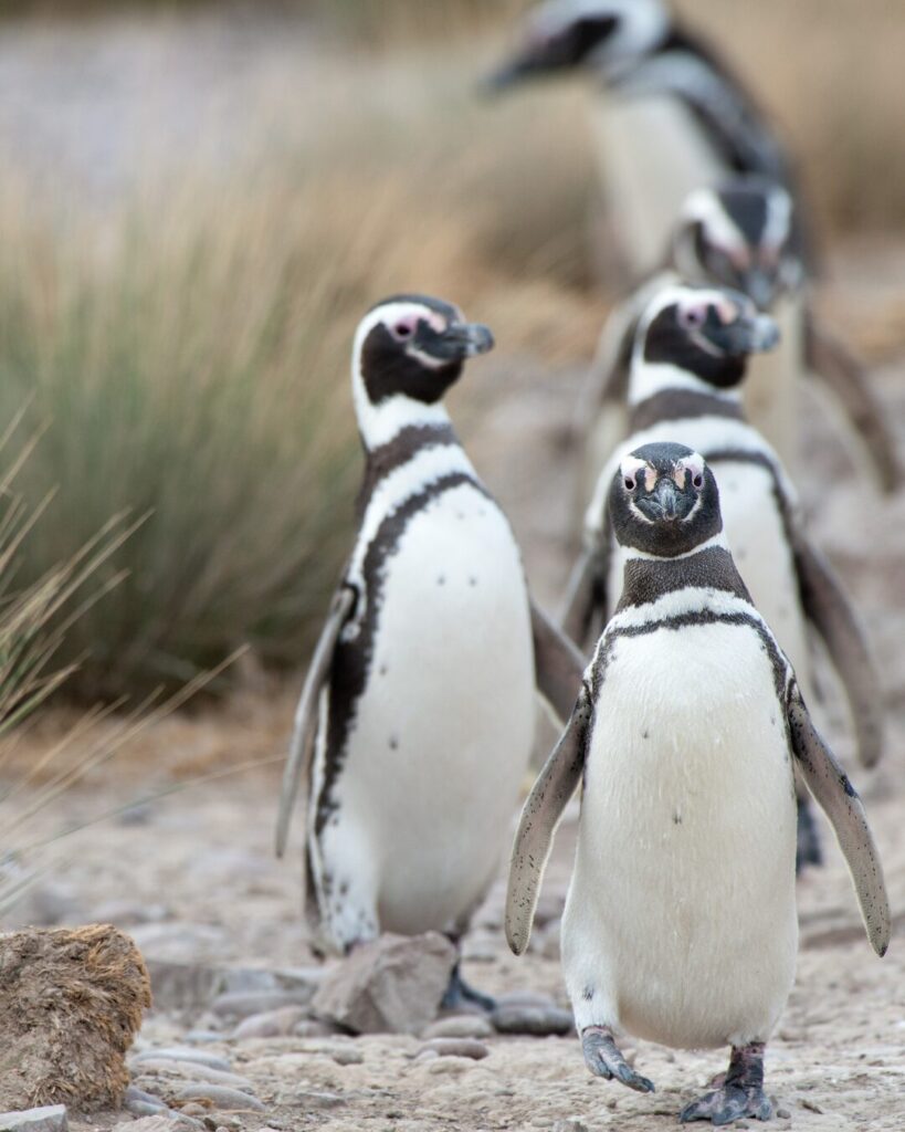 penguins patagonia