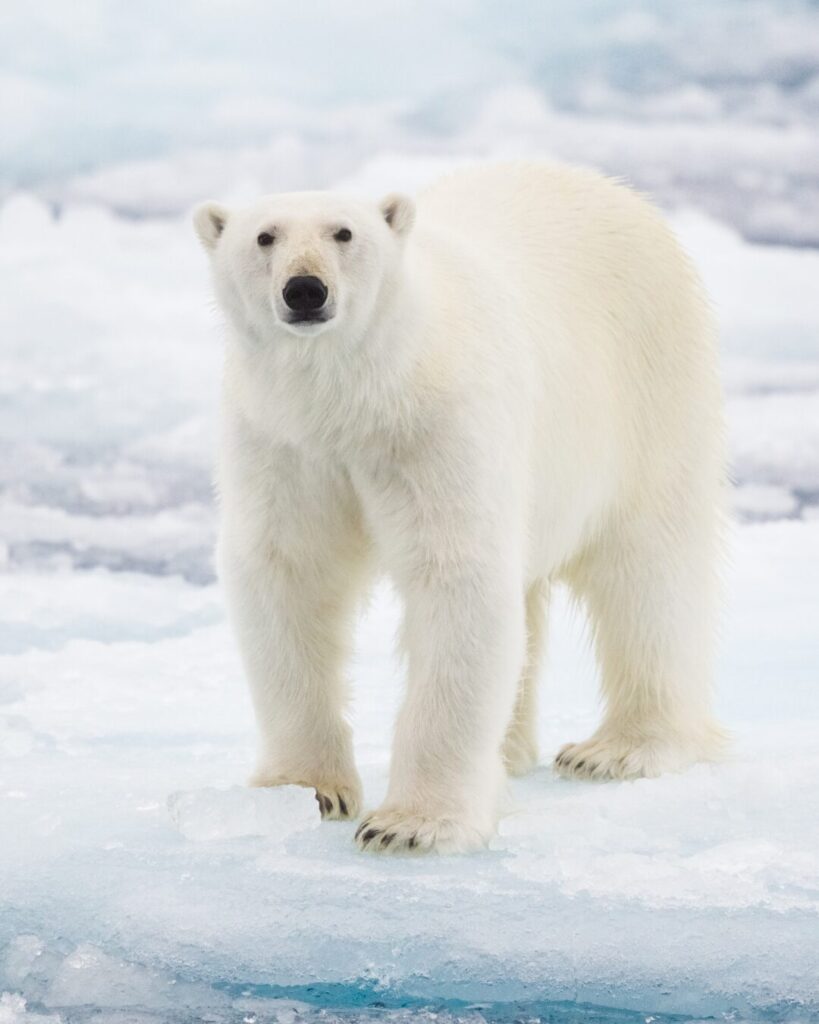polar bear arctic