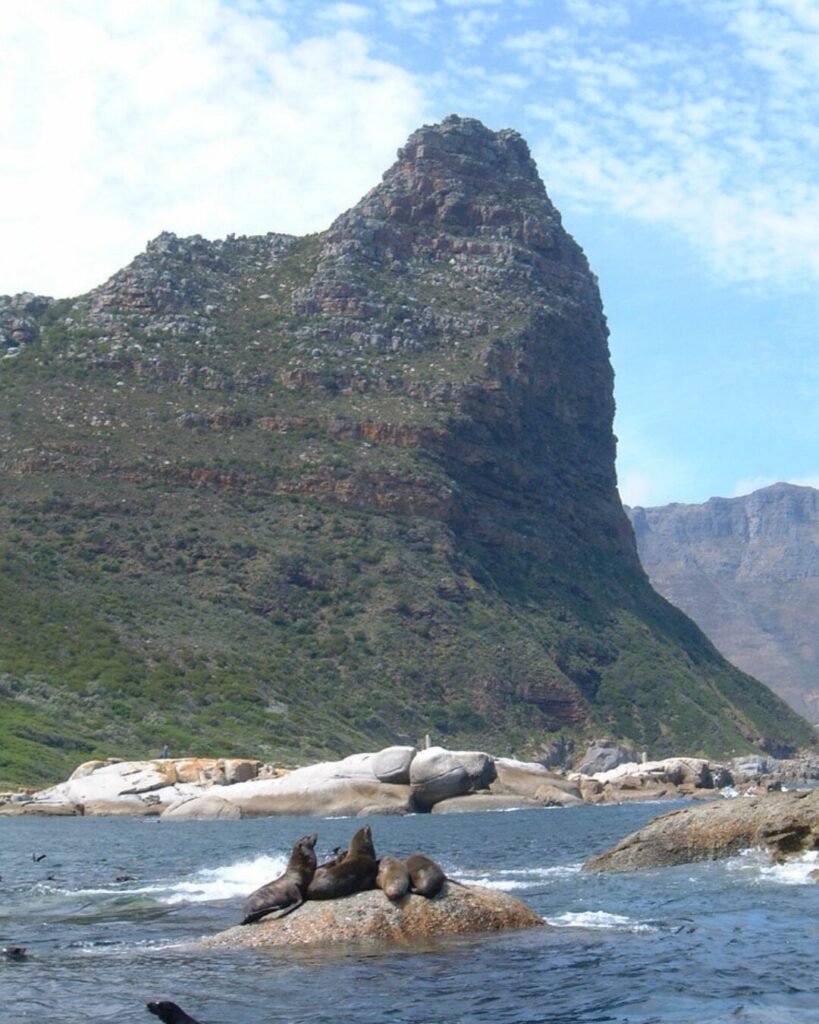 seal island south africa