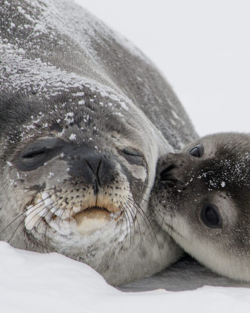seals antarctica