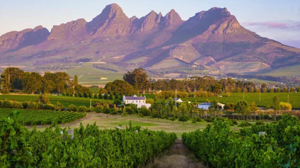 A vineyard for grapes with a house in the center against a mountain range 
