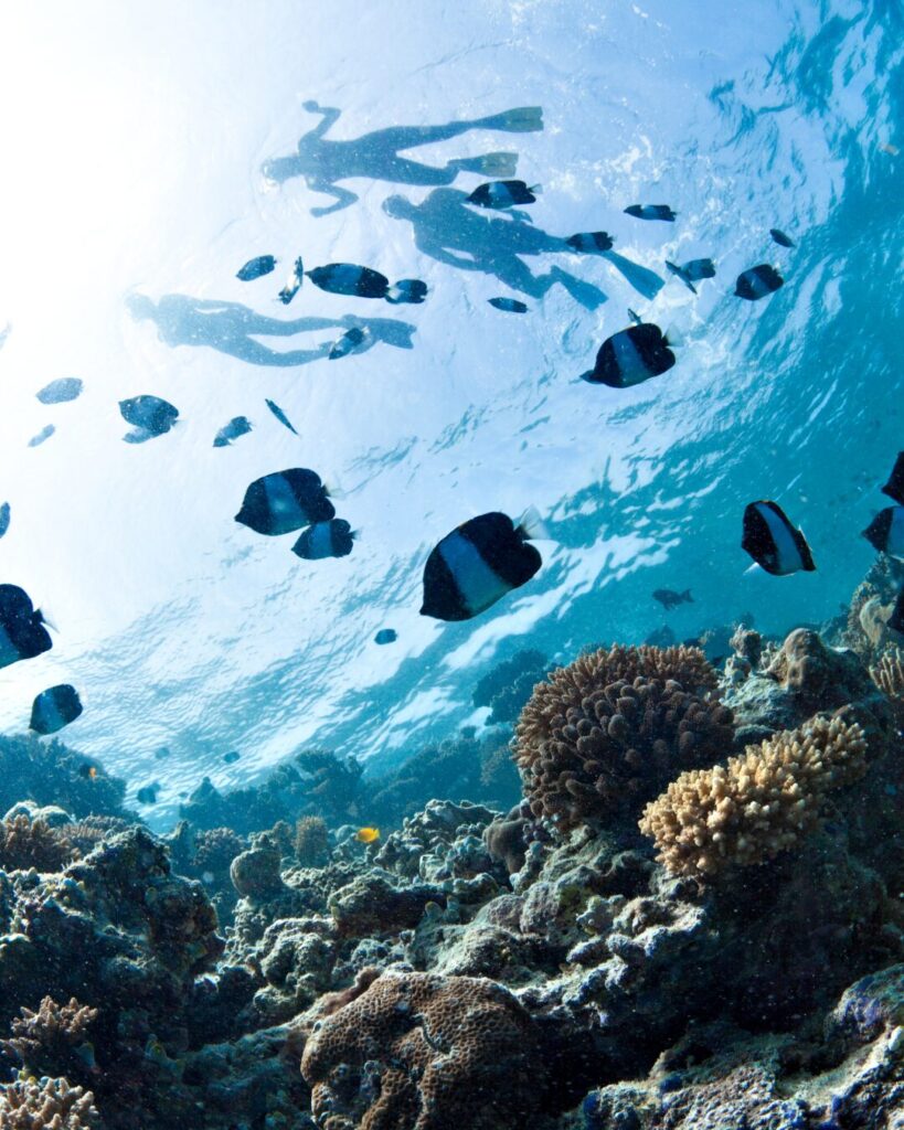 turks and caicos diving