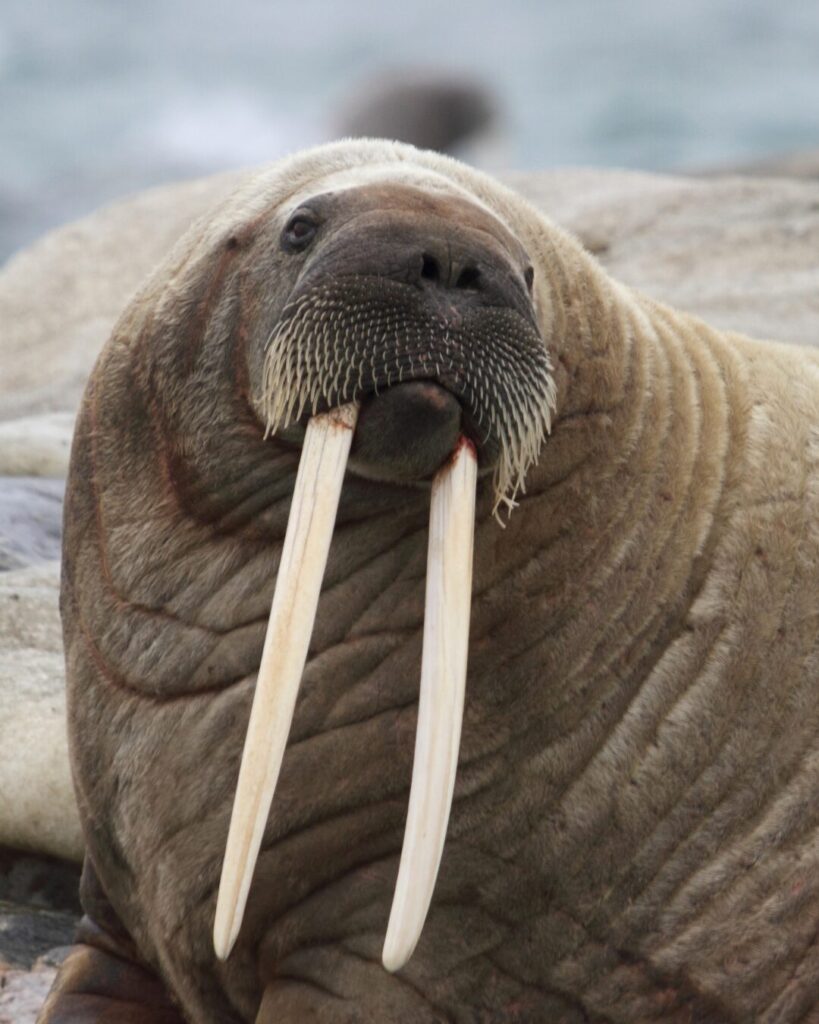 walrus arctic