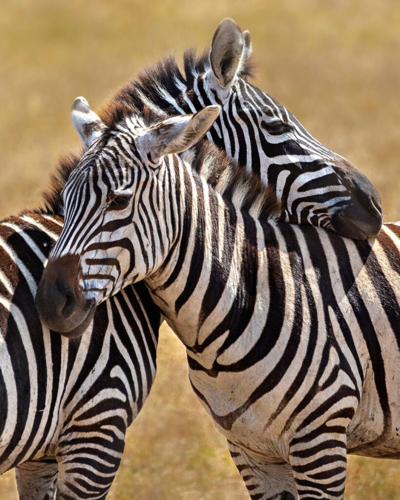 zebra safari tanzania